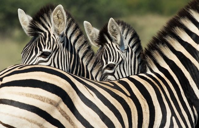 photos animalières professionnelles