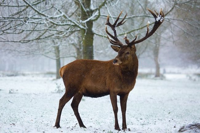 photographie animalière professionnelle